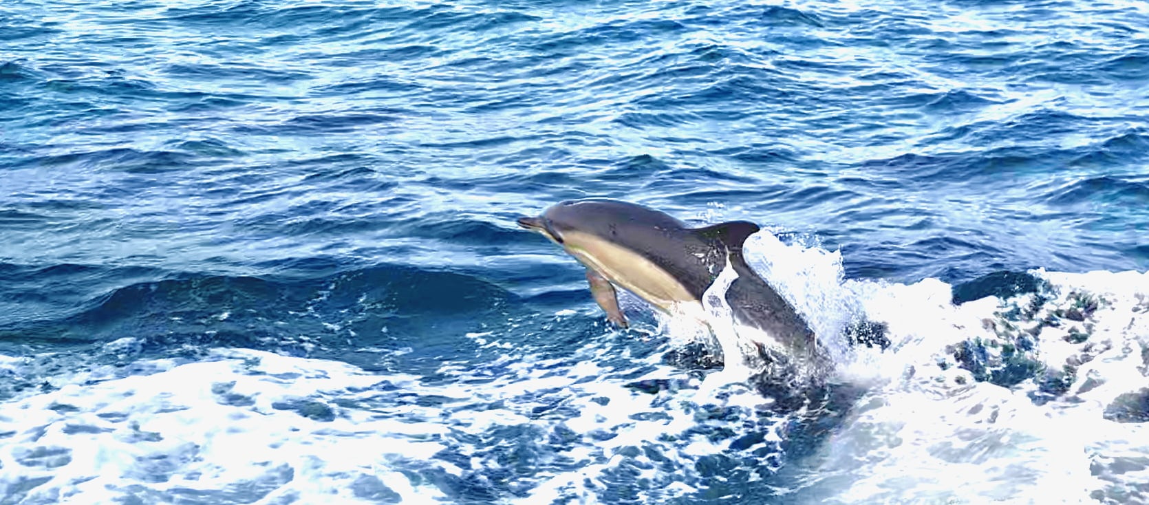 Delfine begleiten uns