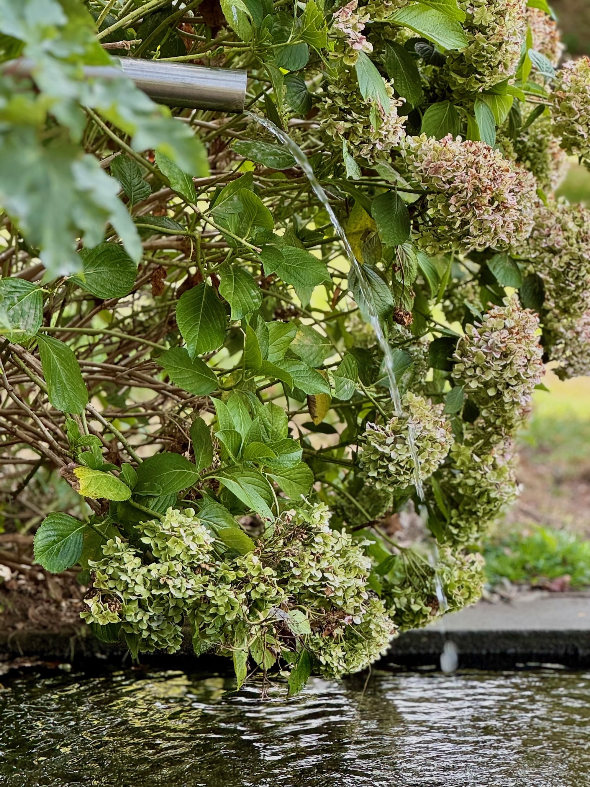 Hortensien vor Brunnen