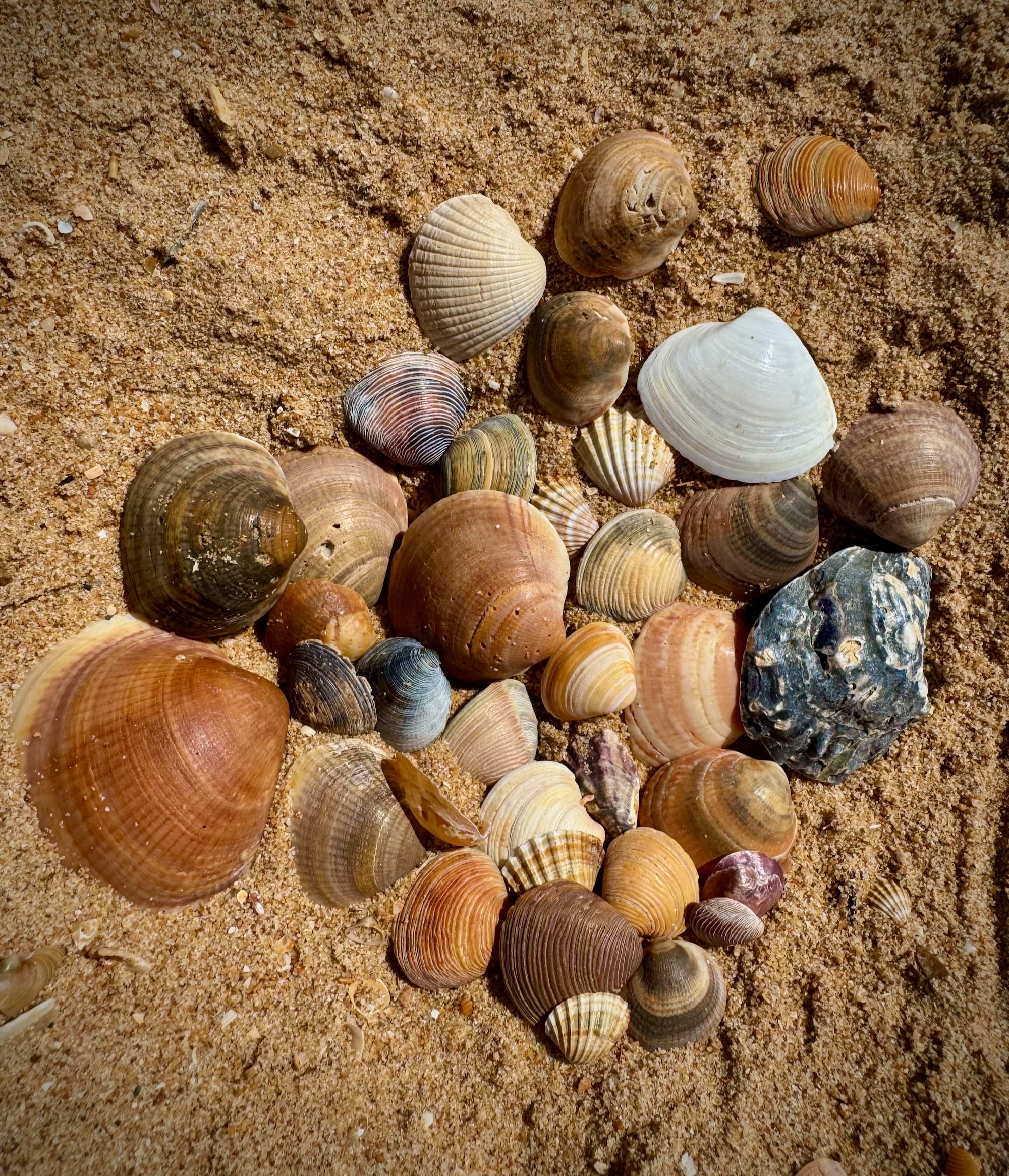 Muscheln am Strand von Mazagon