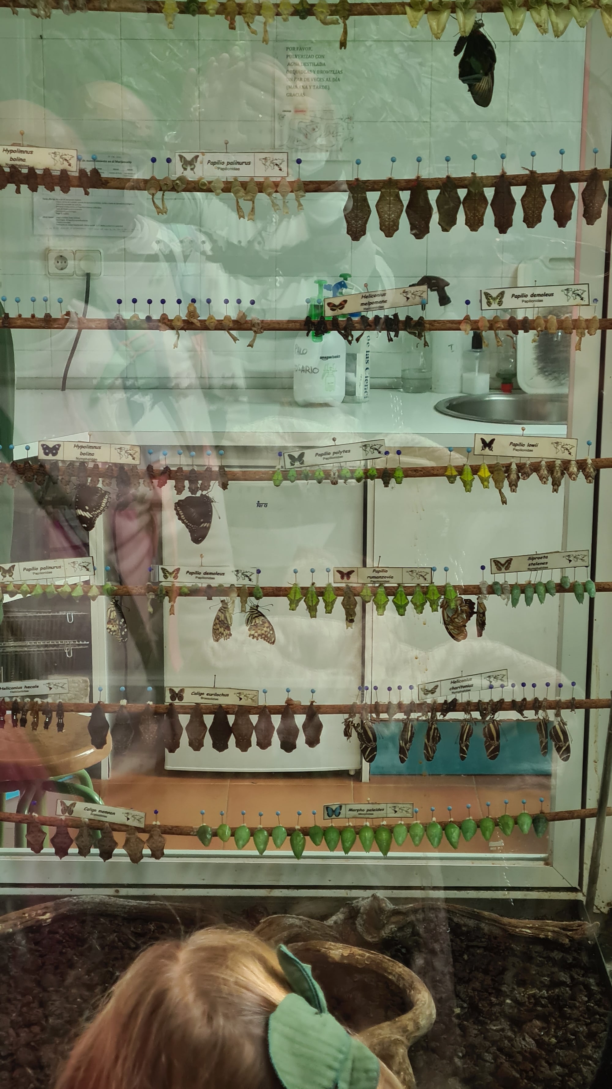 Zauber der Falterkinderstube