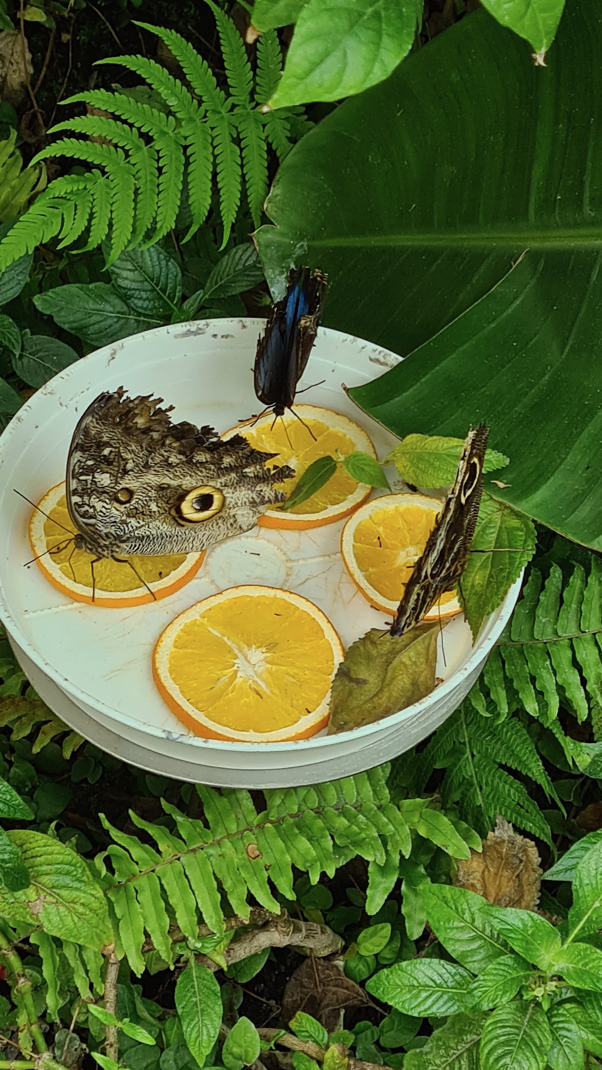 Zauberhafte Falterwelt