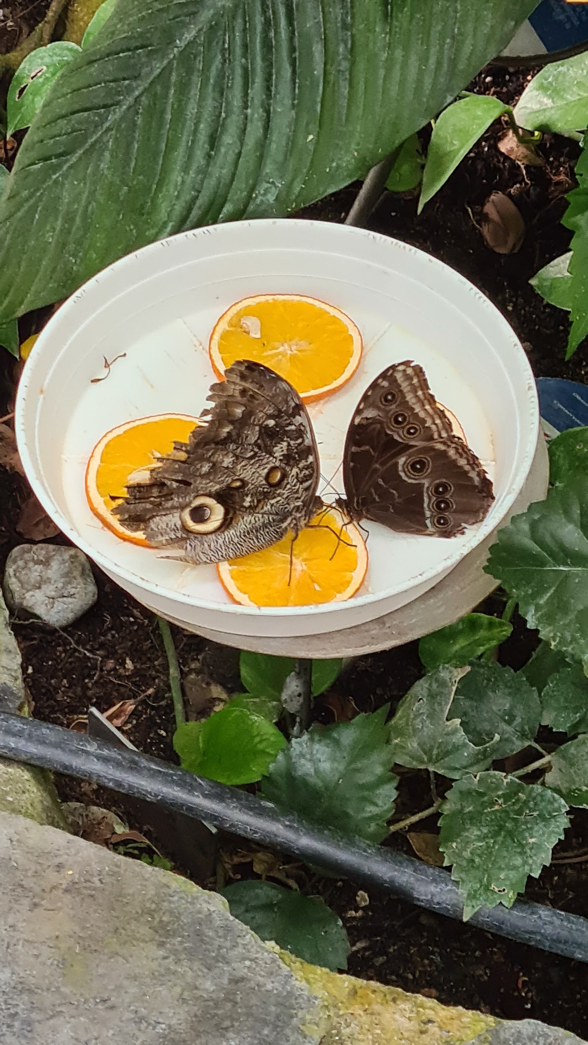 Wunderhübsche Falterwelt