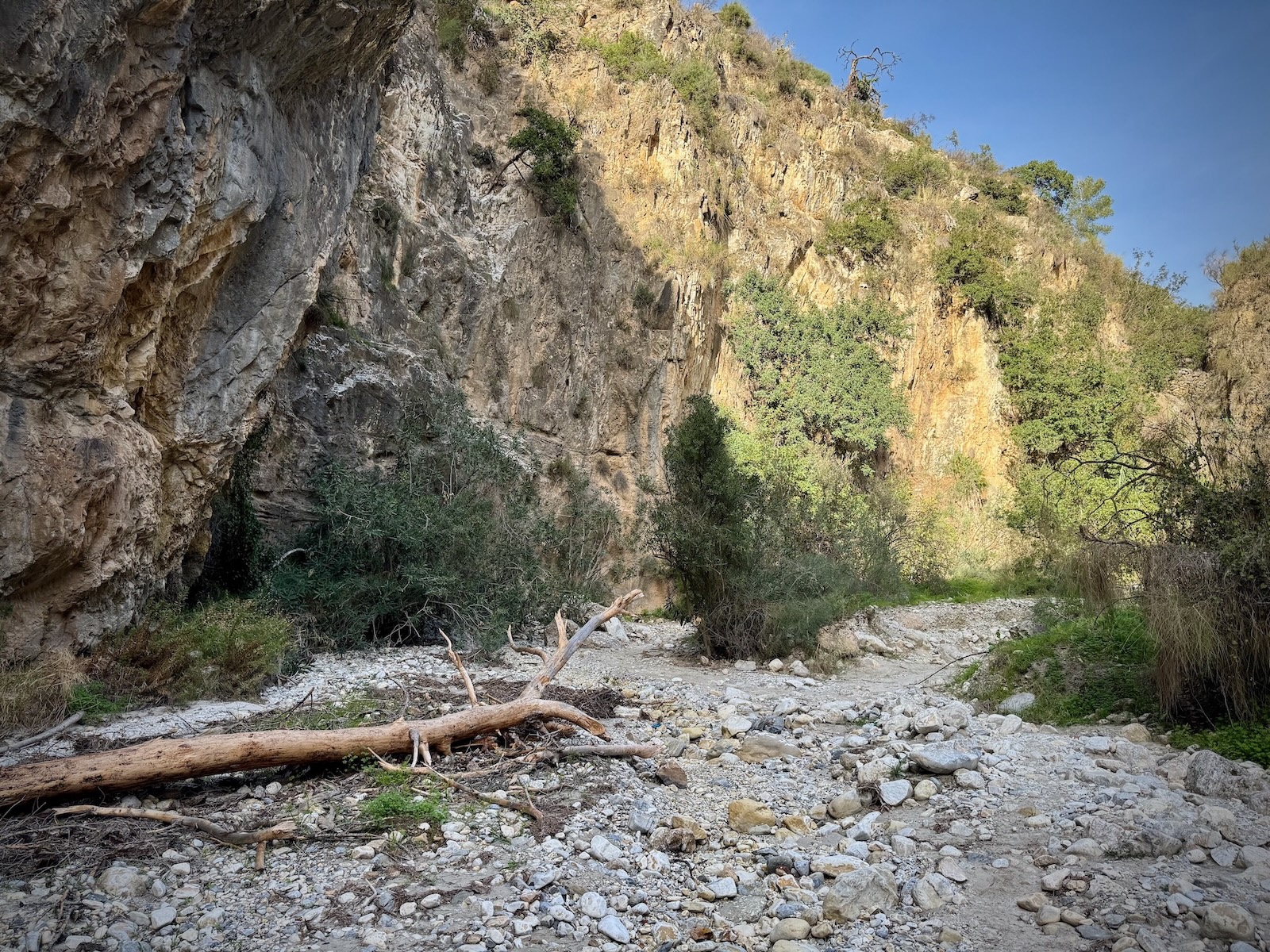 Flussbett mit Baumstamm