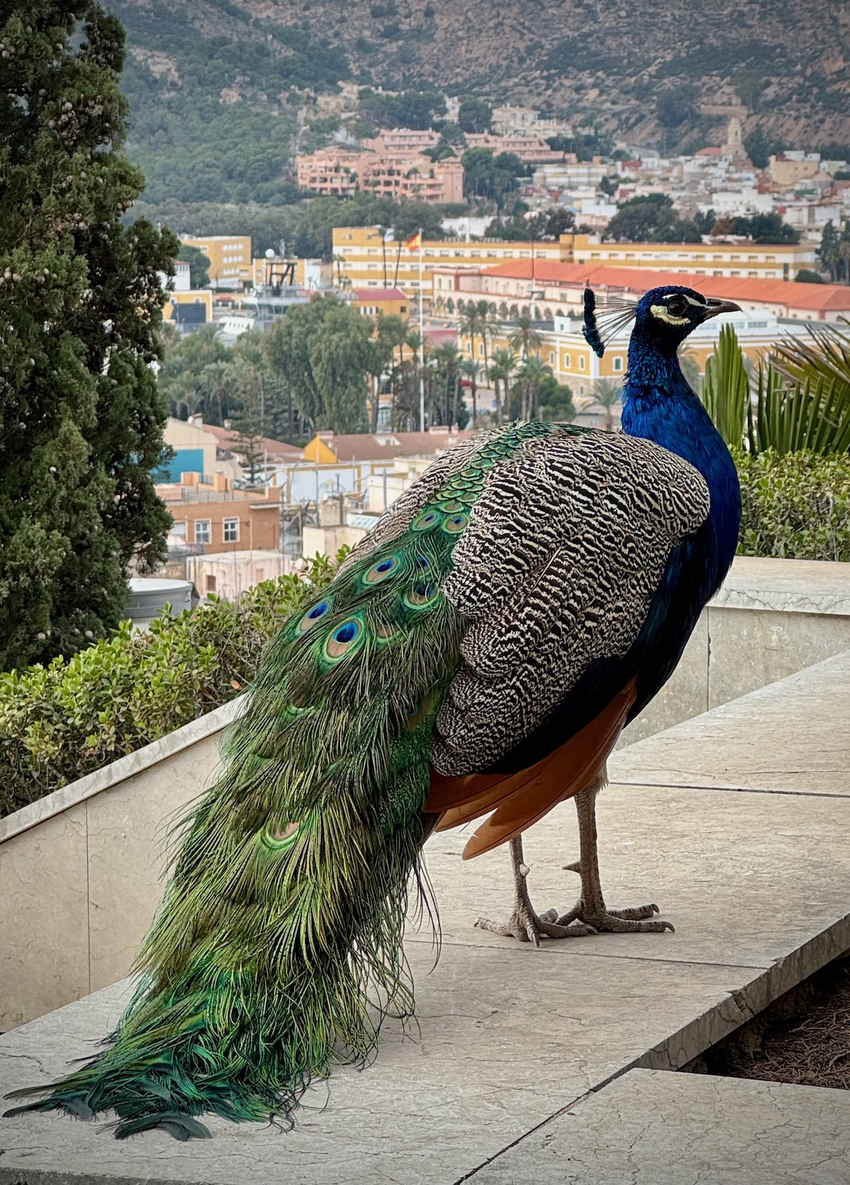 Cartagena Pfau vor Altstadt