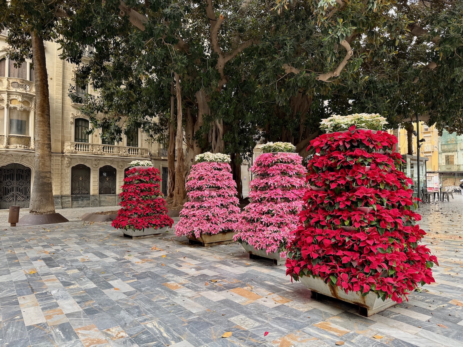 Prächtige Weihnachtssternpyramiden