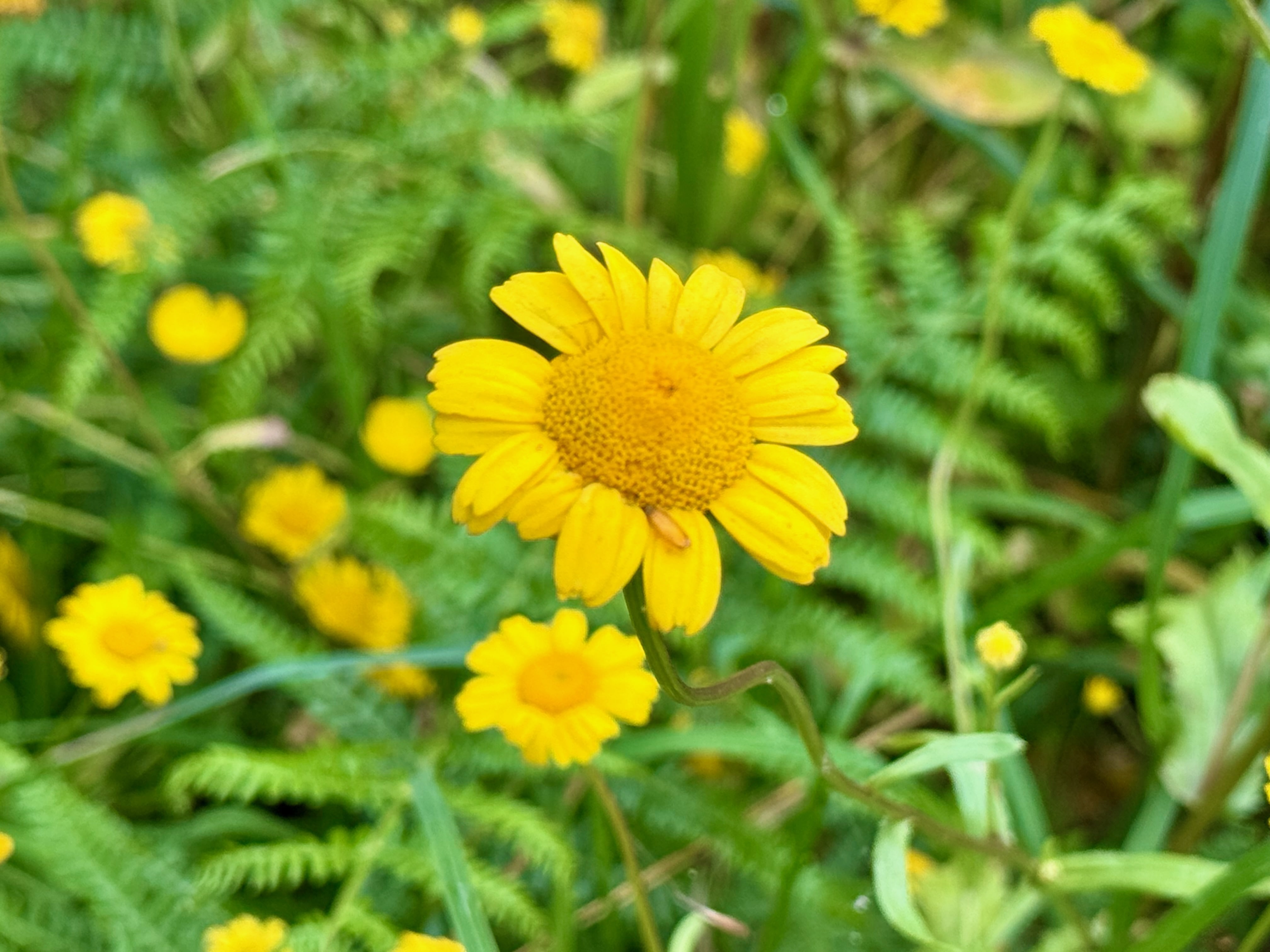 Blumen am Wegesrand