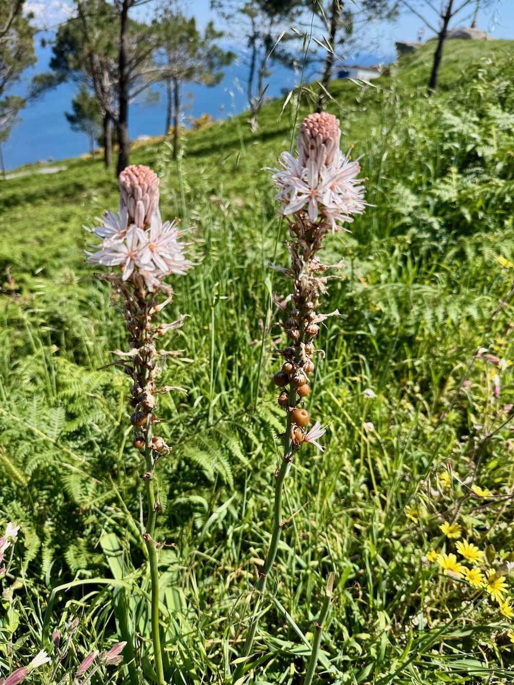 Wegesrand
