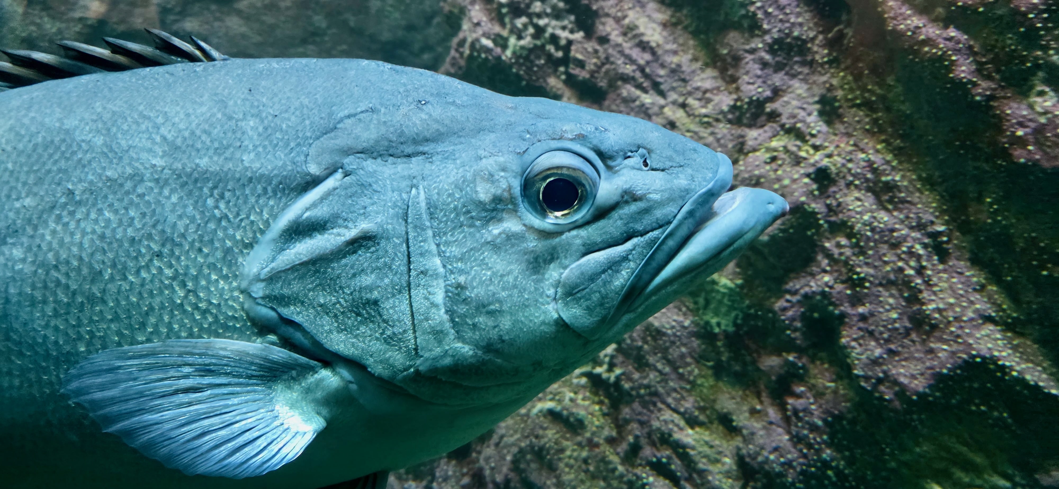 Gewaltiger Fisch