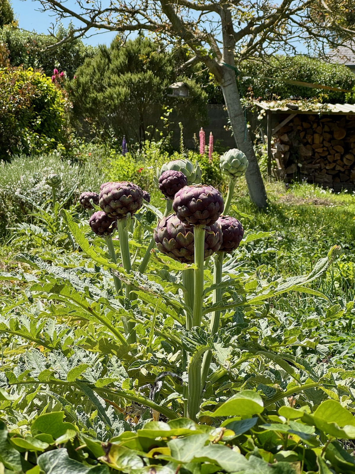 Artischocken im Garten