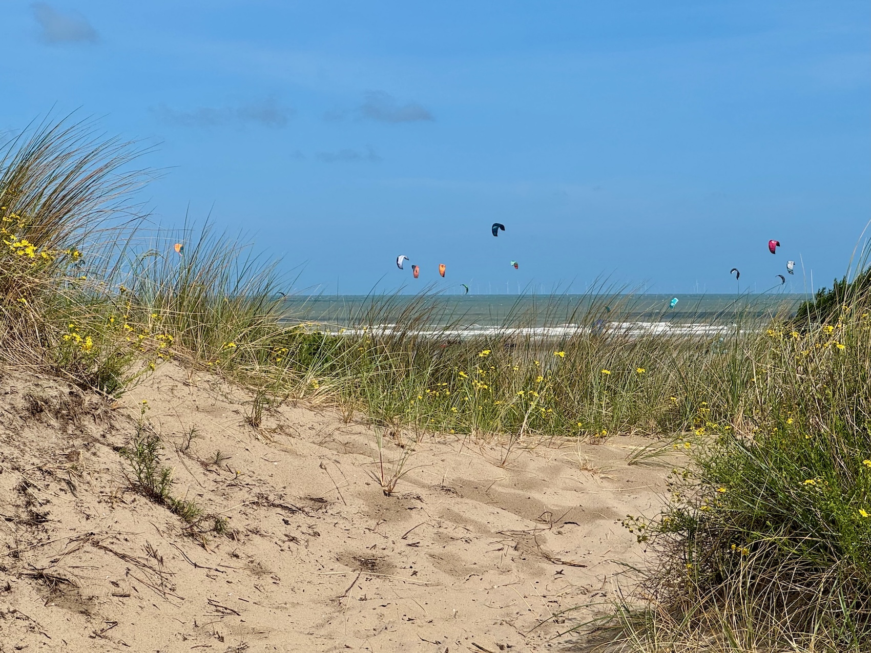 In den Dünen bei Zeebrugge