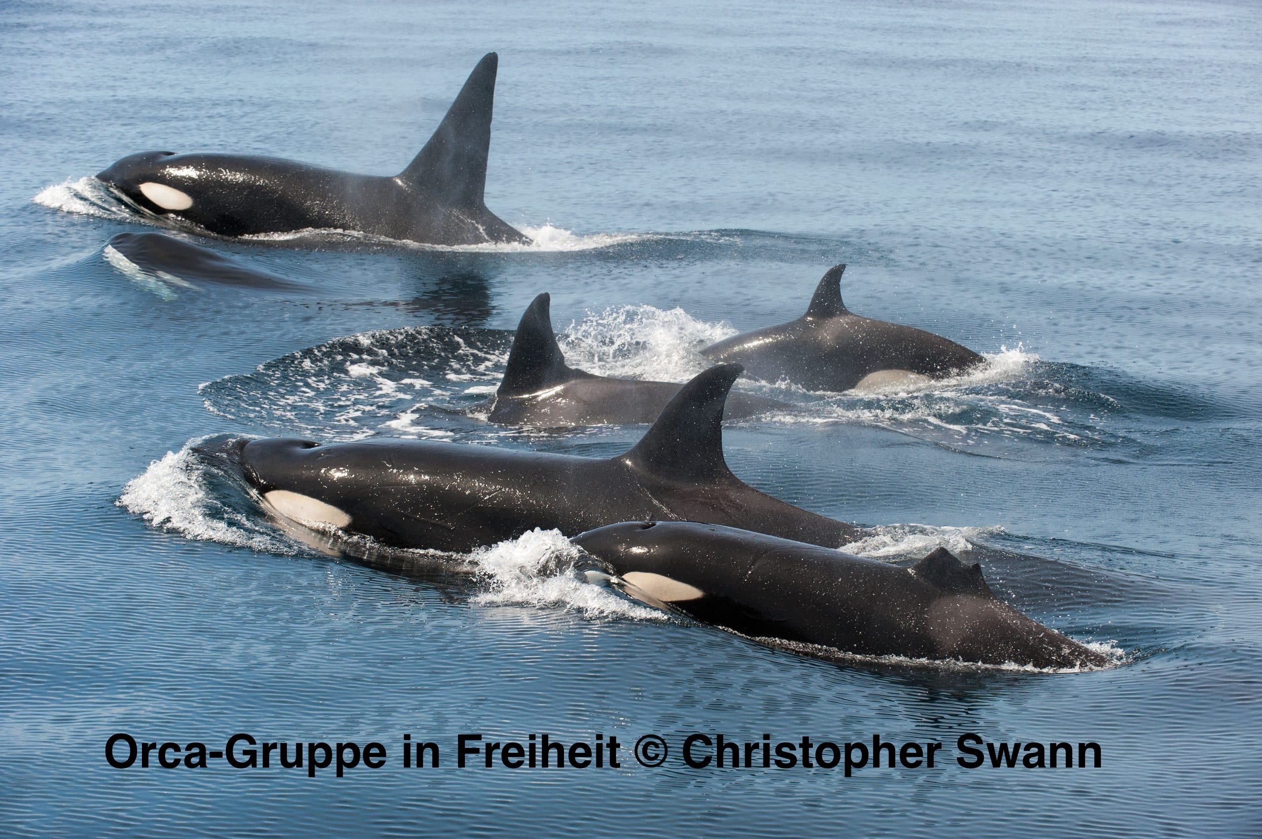 Orcas (Foto: Christopher Swann)