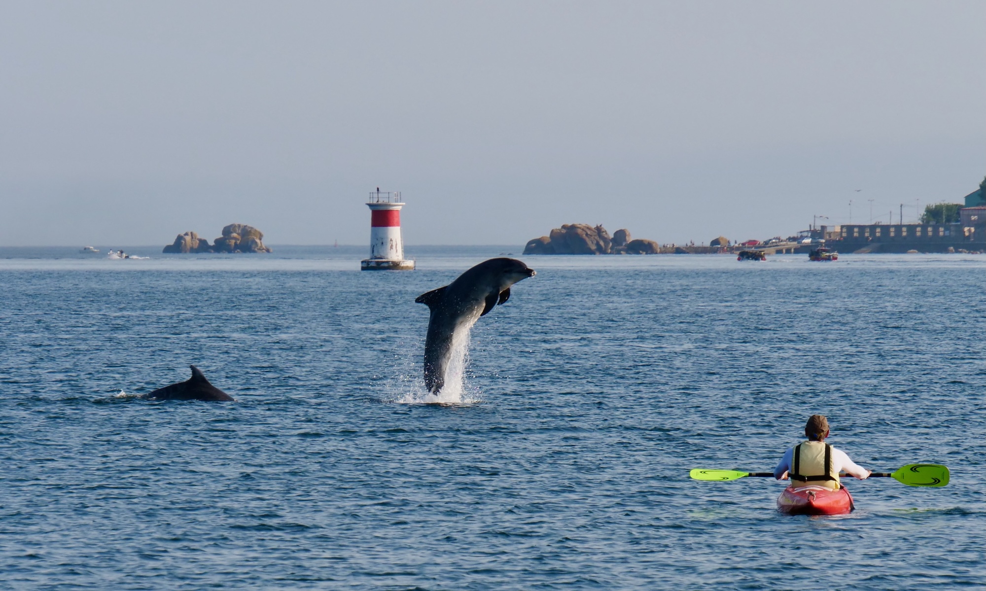 Spektakuläre Delphin-Akrobatik